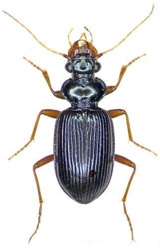 Leistus fulvibarbis